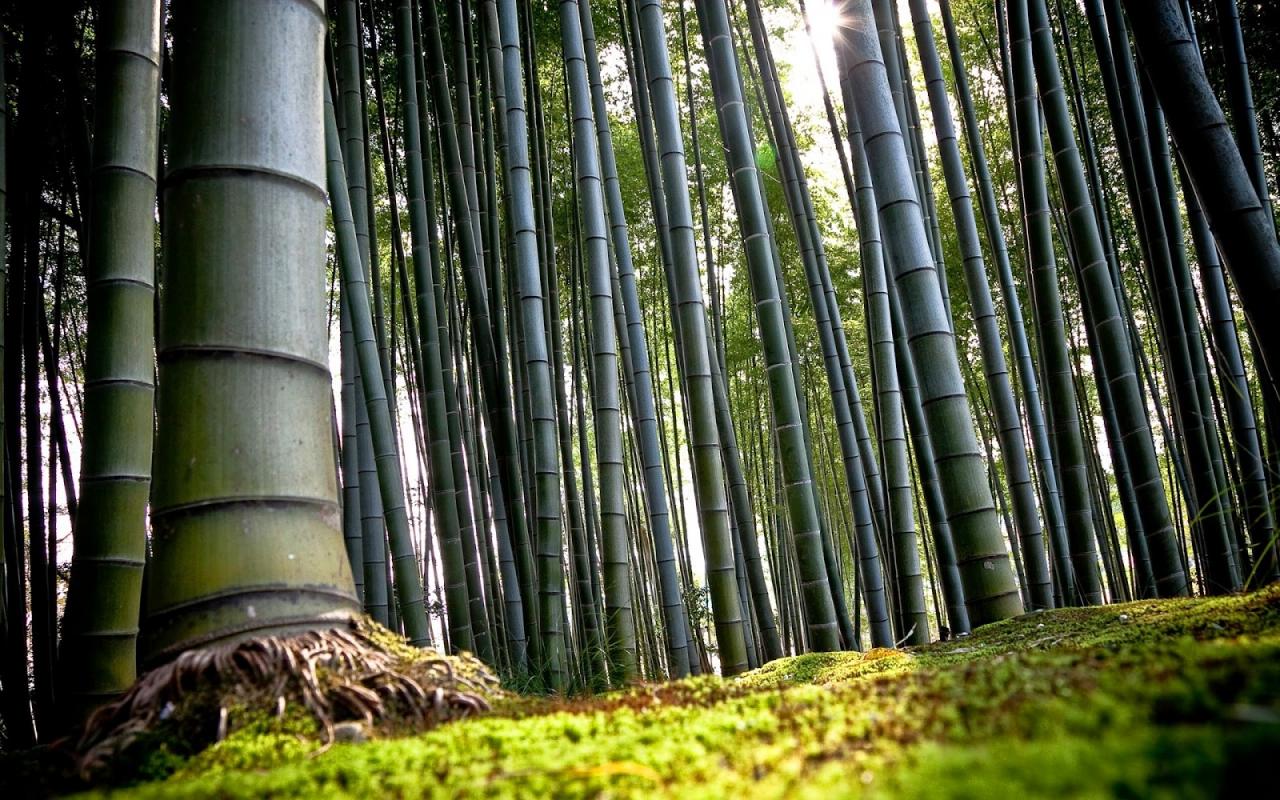 Top 5 Reasons to Choose Bamboo Furniture